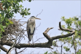 <p>VOLAVKA POPELAVÁ (Ardea cinerea) ---- /Grey heron - Graureiher/</p>